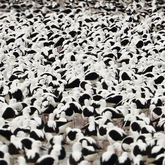 Stella Donnelly – Flood (Opaque red)